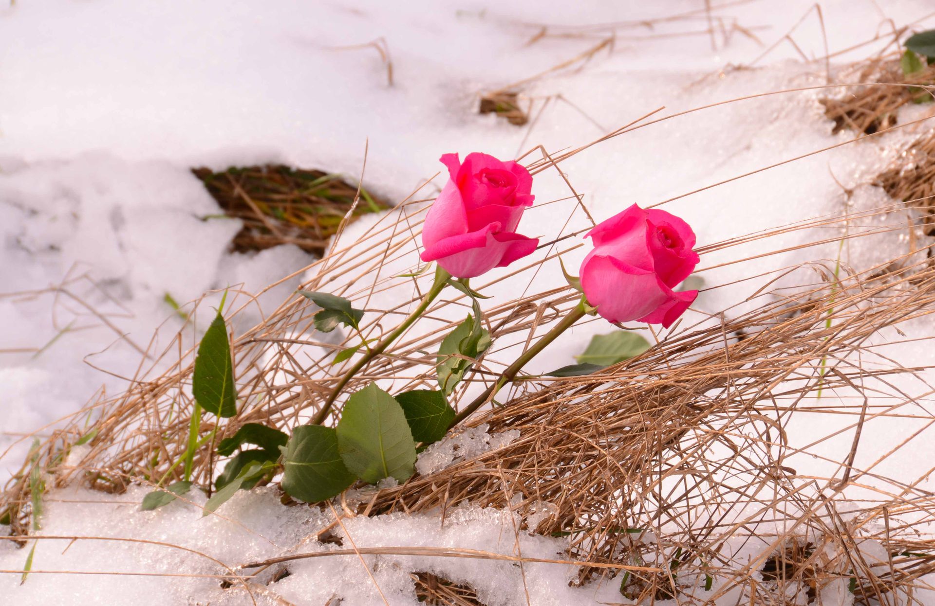 les roses d'hiver ne meurent jamais — projets, photographie 7
