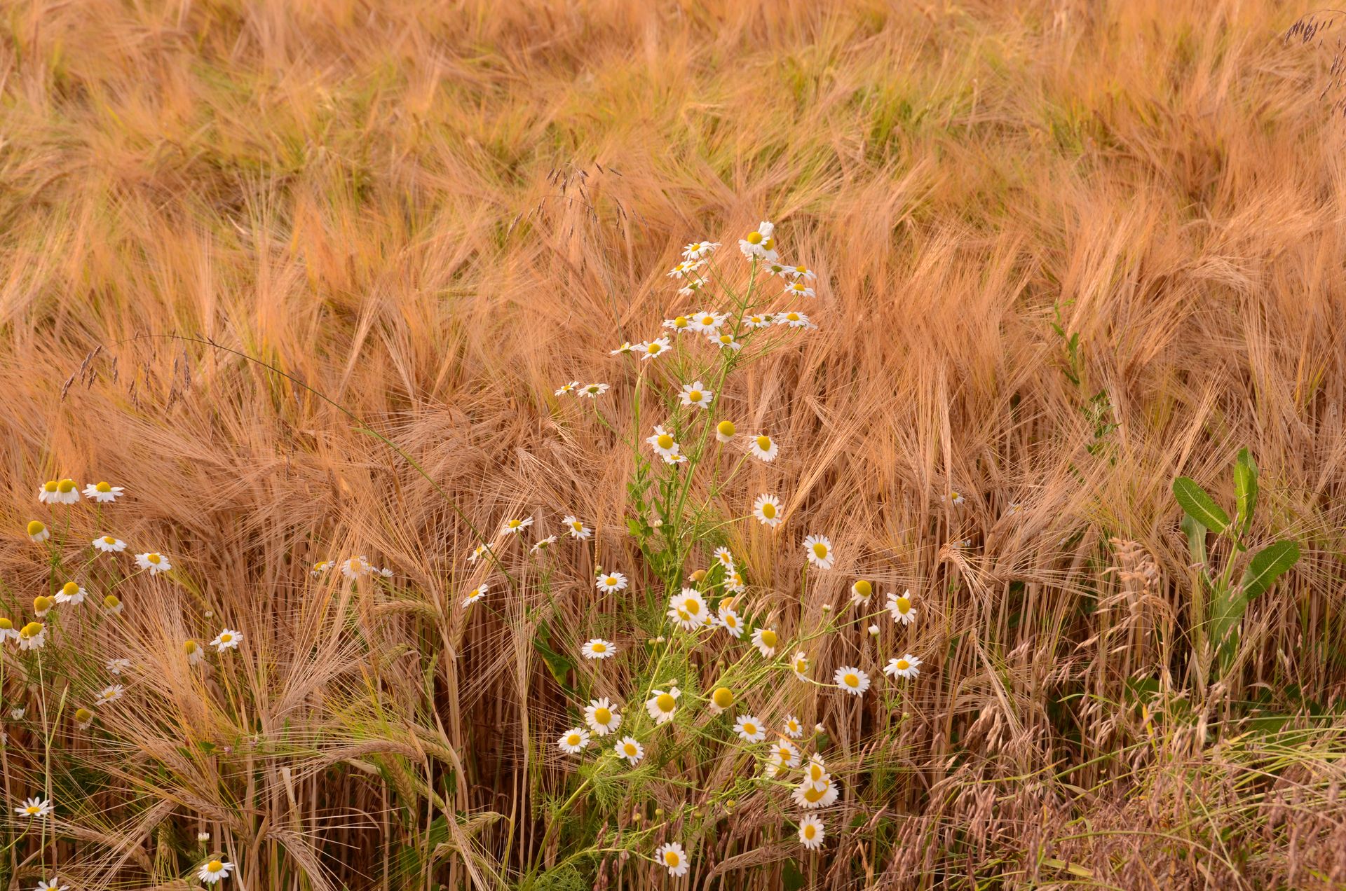 champs dores — champs de couleur, photographie 18