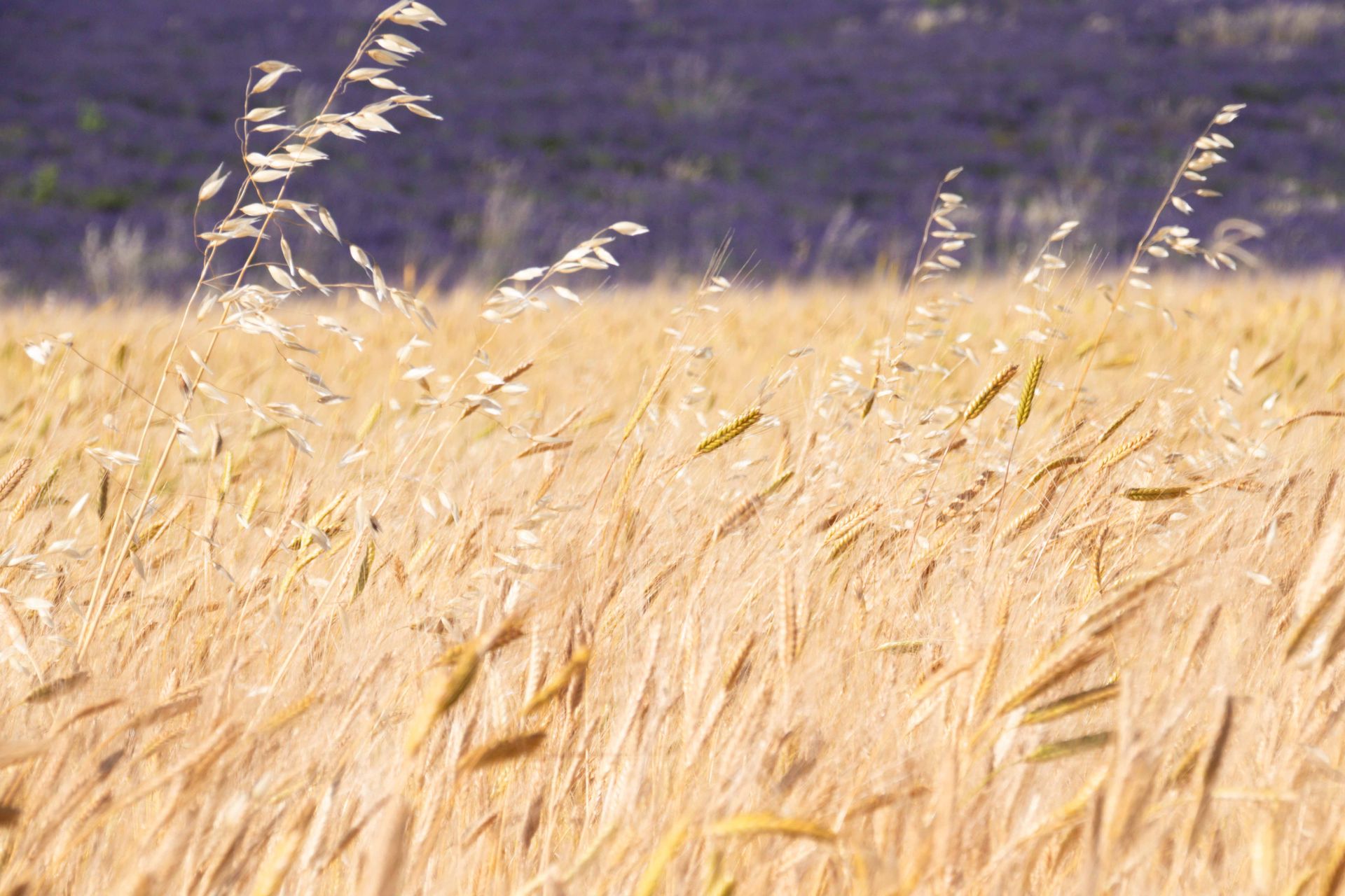plateau de valensole — champs de couleur, photographie 8
