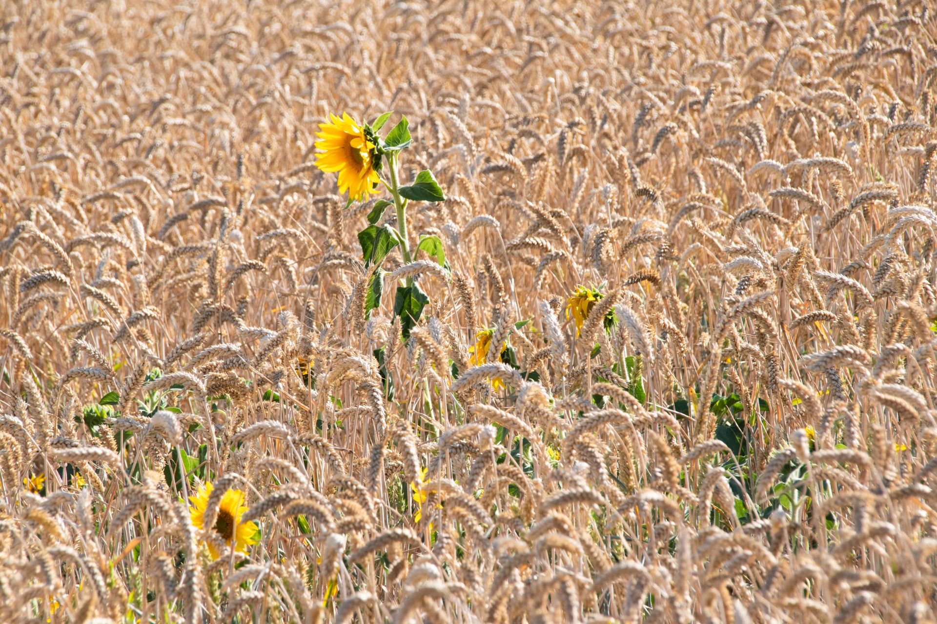 champs dores — champs de couleur, photographie 3
