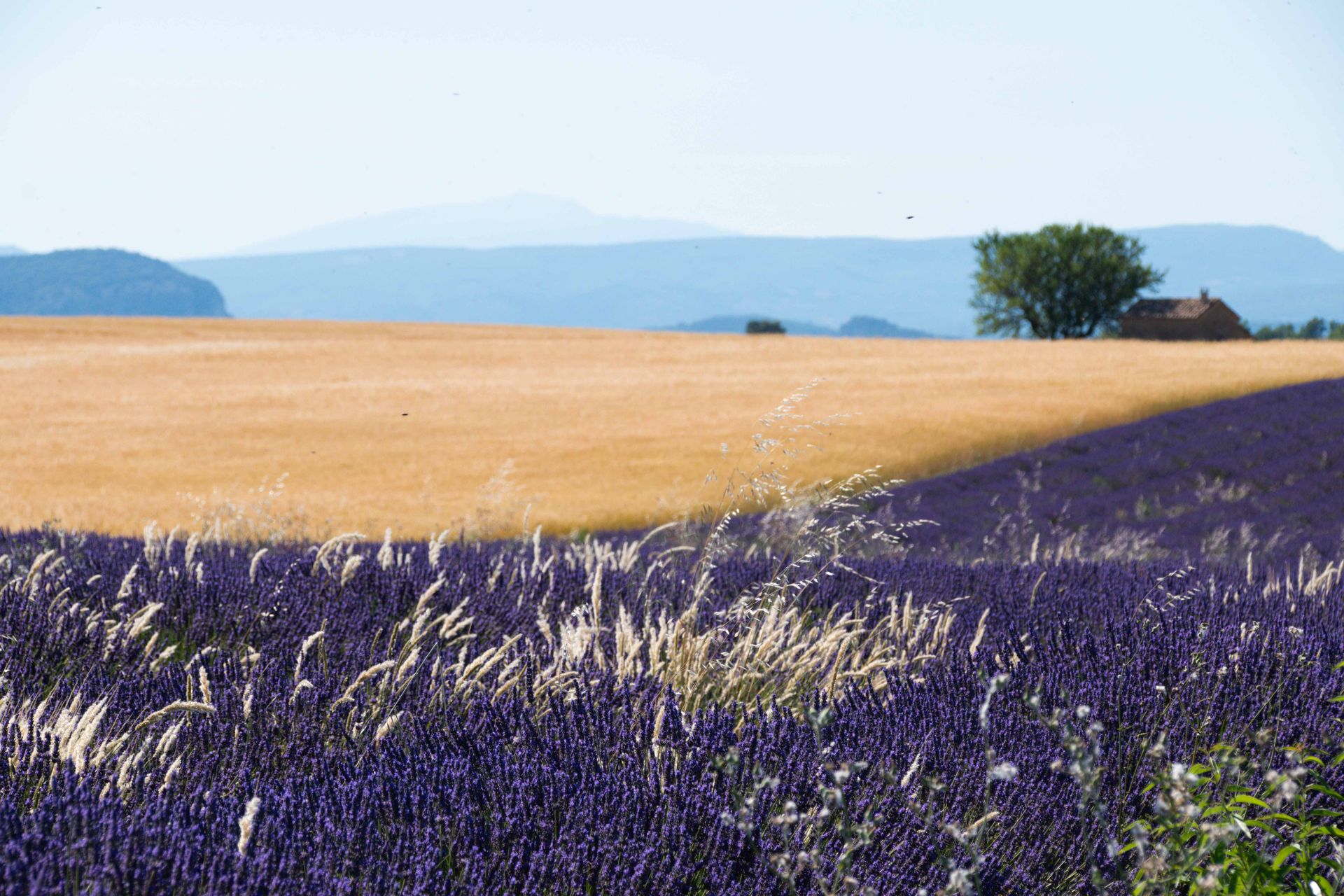 plateau de valensole — champs de couleur, photographie 9
