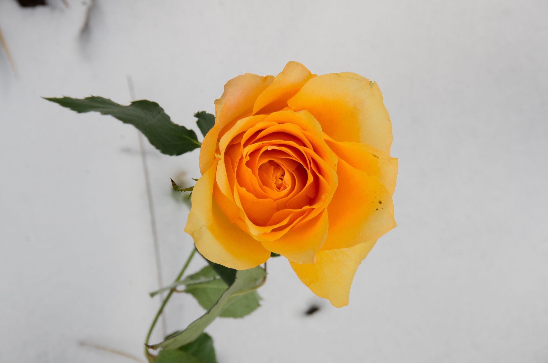 les roses d'hiver ne meurent jamais — projets, photographie 15