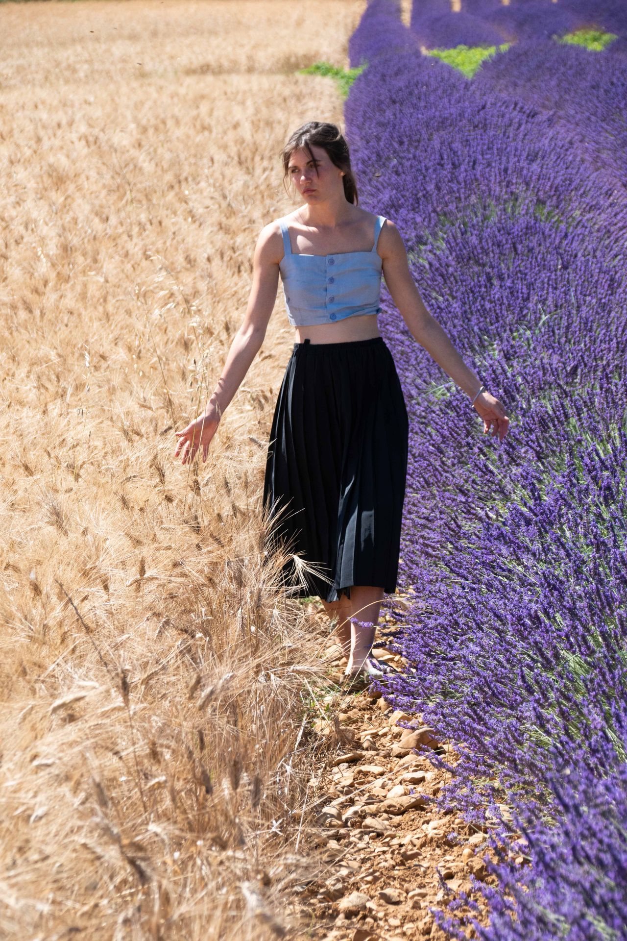 sur une mer de lavande — champs de couleur, photographie 15