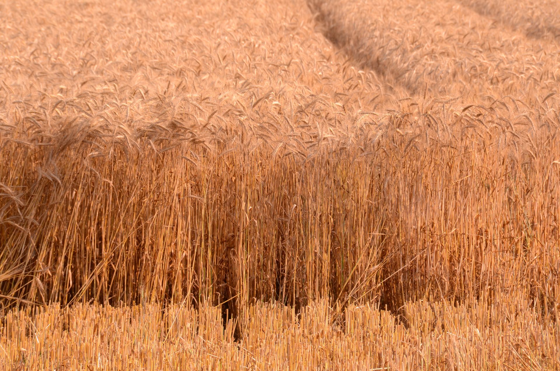 champs dores — champs de couleur, photographie 21
