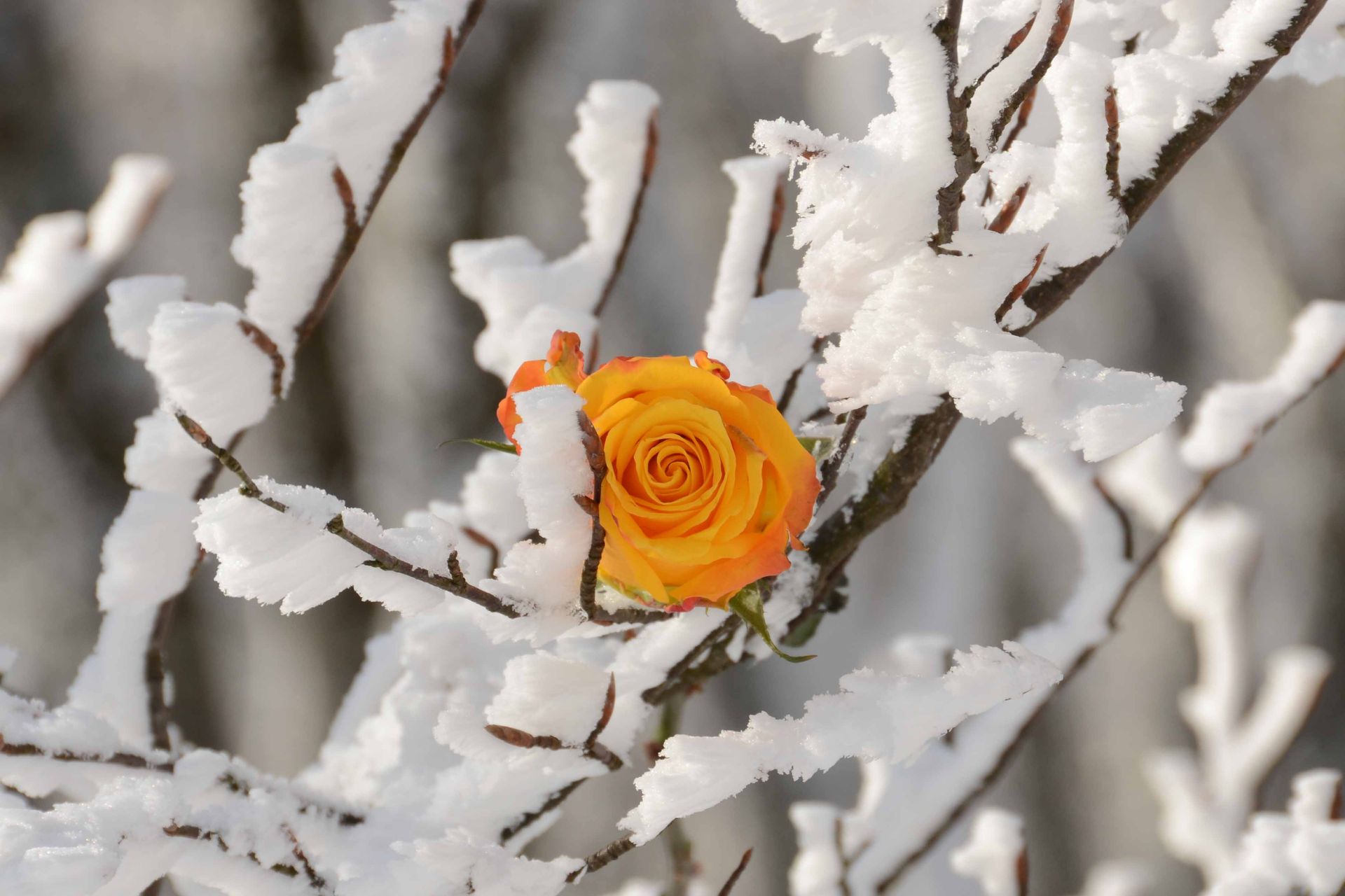 les roses d'hiver ne meurent jamais — projets, photographie 1